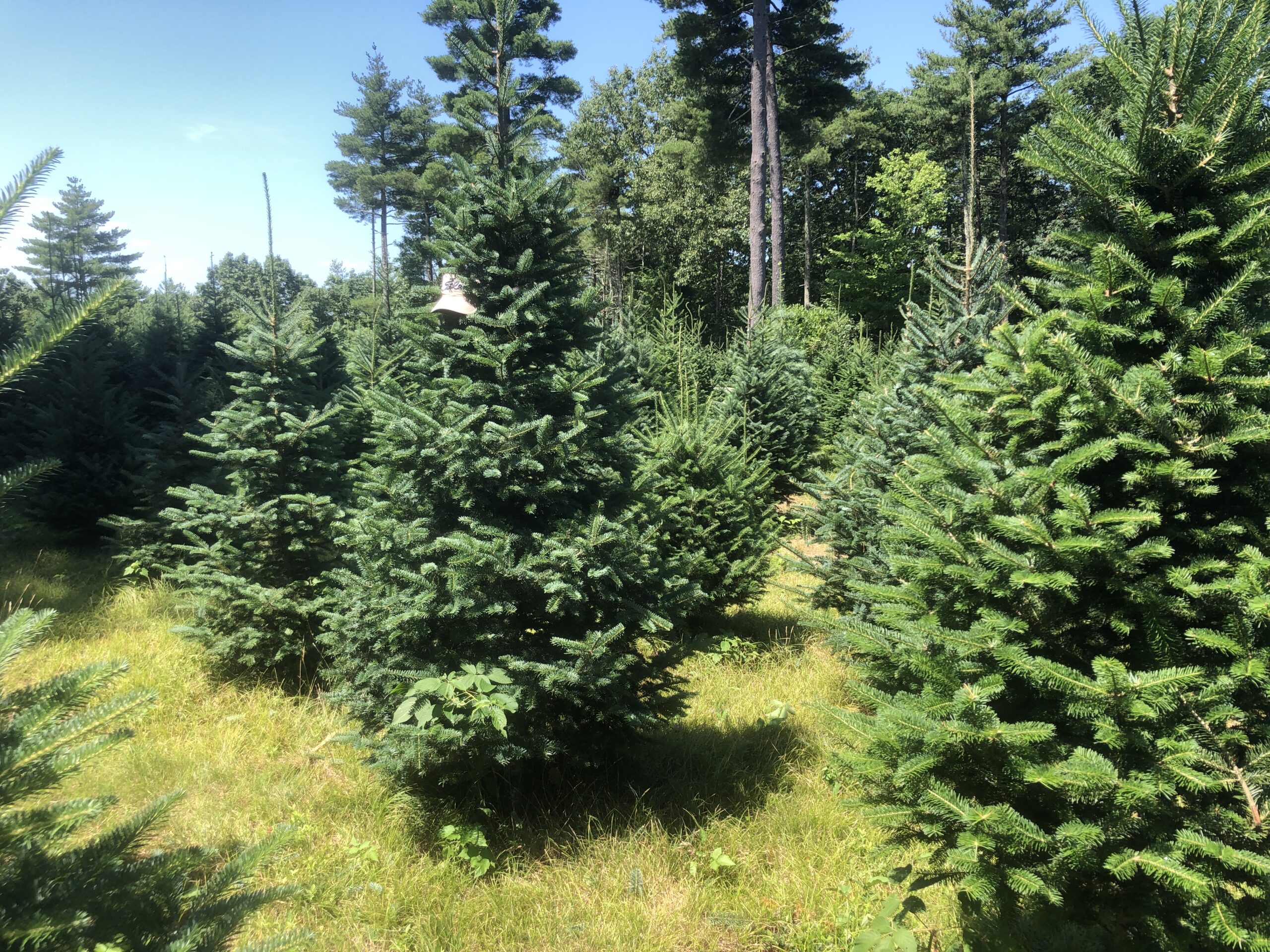 natural trees - natural grass